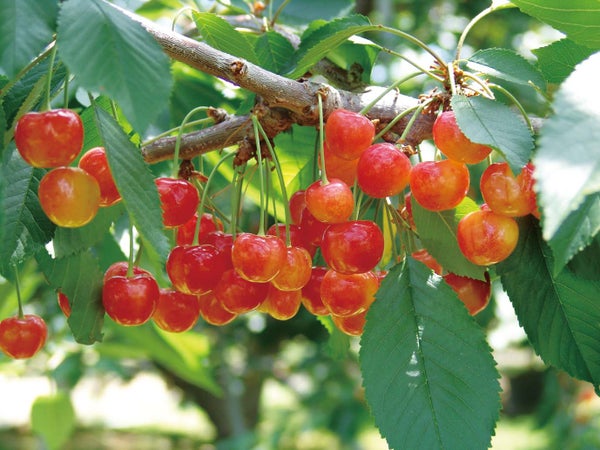 【京成成田・公津の杜・富里バスターミナル発】山梨 旬のさくらんぼ狩りと河口湖音楽と森の美術館で音楽家ランチ<コースNo.25-1001-F>(京成トラベルサービス)1